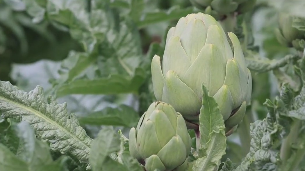 Florida’s first artichoke crop